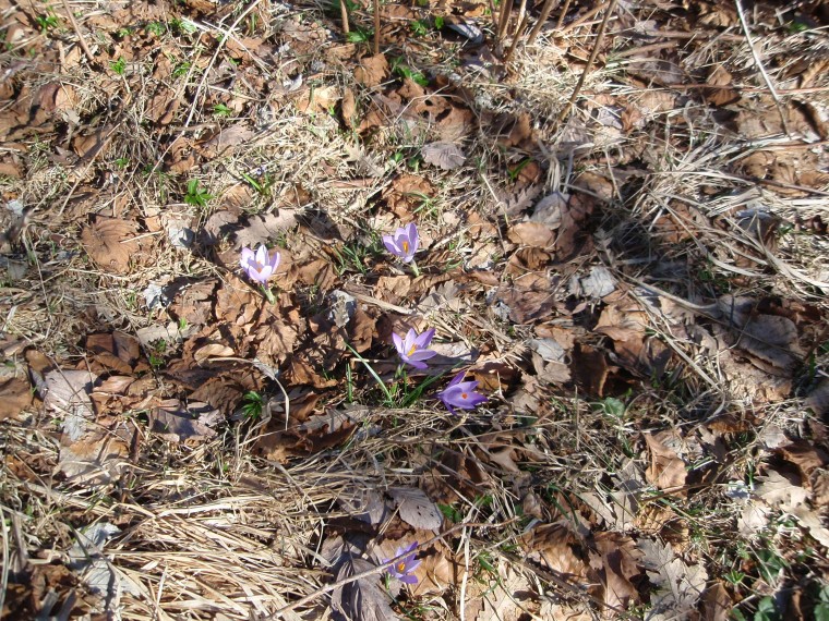 Crocus sulla via Francigena - Crocus neglectus